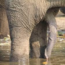 penis enlargement RsputinShop